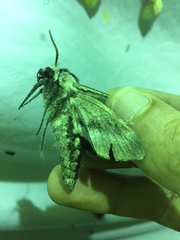 Sphinx drupiferarum