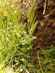 Cardamine resedifolia