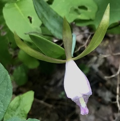 Cleistesiopsis bifaria