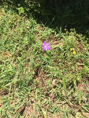 Triodanis perfoliata