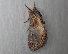 Notodonta scitipennis