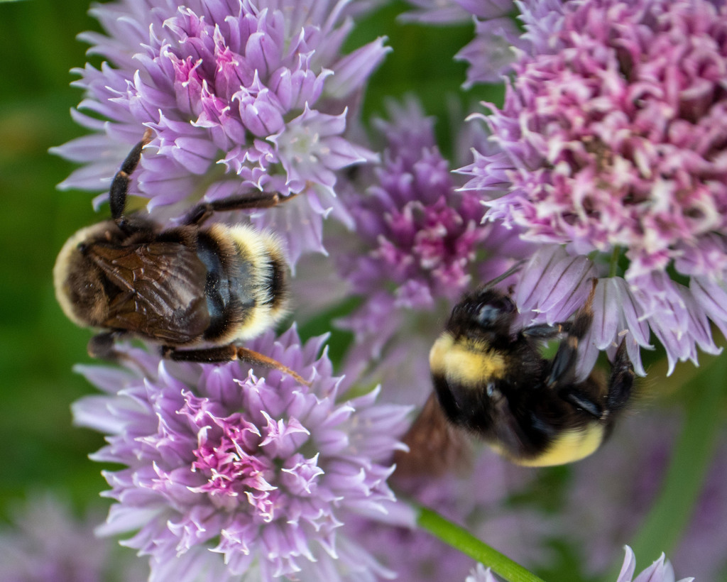  Ashton's Cuckoo Bumble Bee (Bombus ashtoni) by Claude Nozères iNaturalist.ca