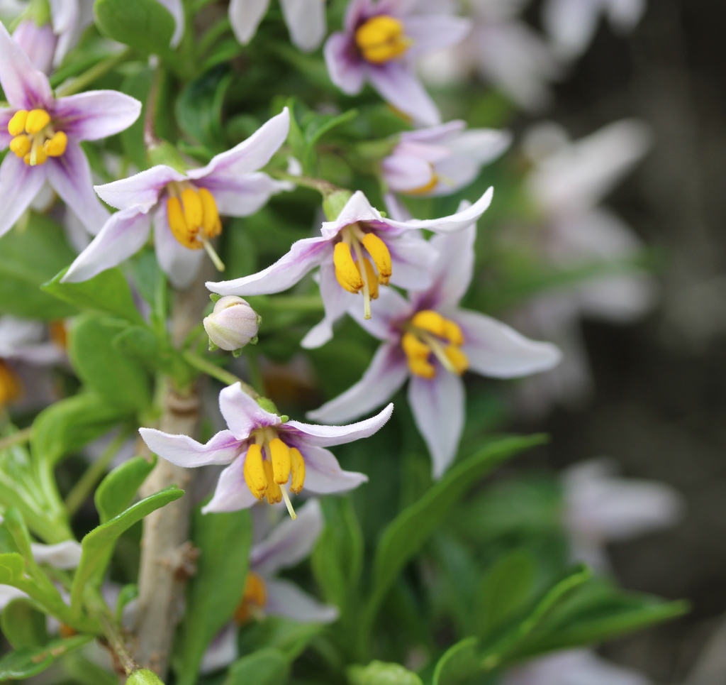 Dune Nightshade