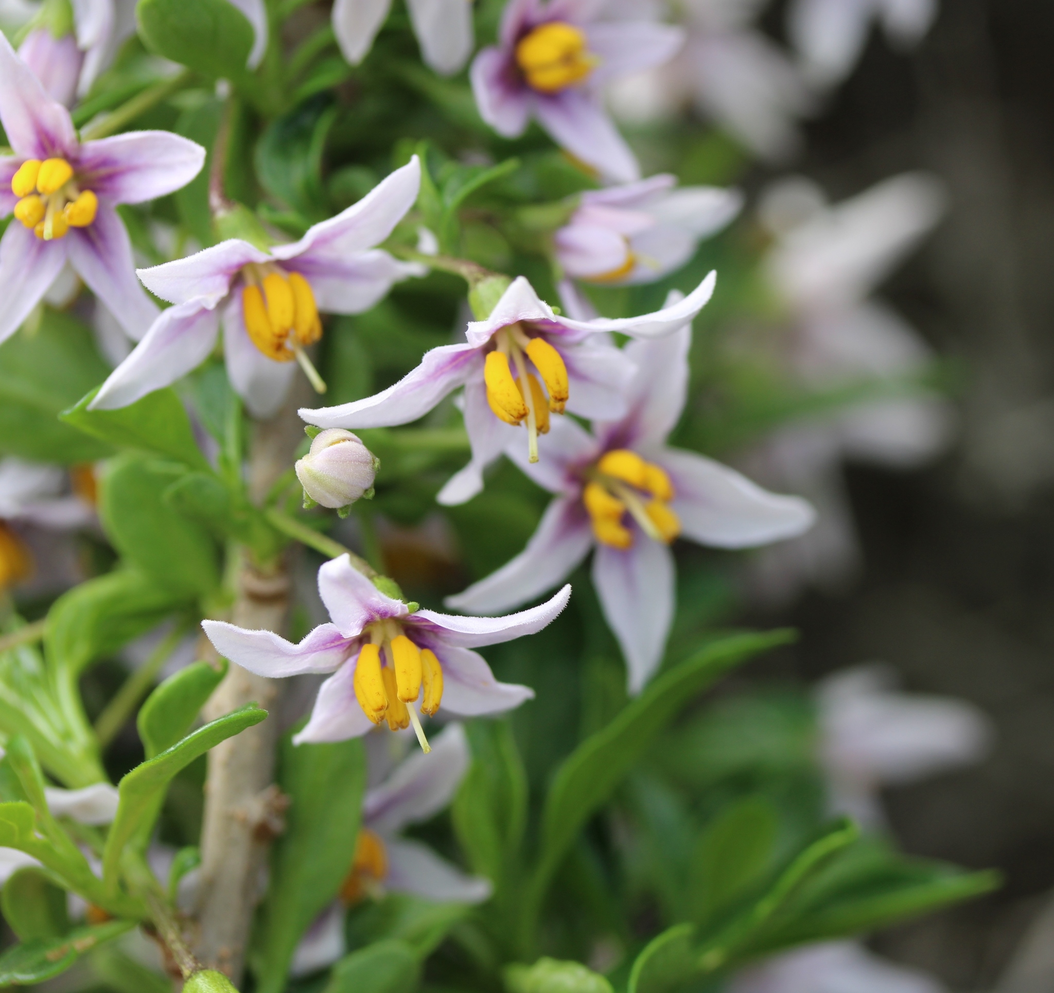 Solanum guineense