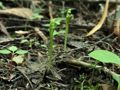 Botrychium tenebrosum