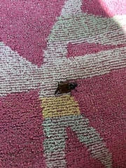 Phyllopertha horticola