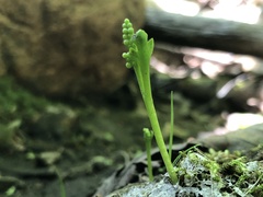 Botrychium tenebrosum