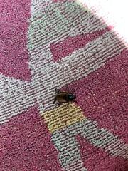 Phyllopertha horticola