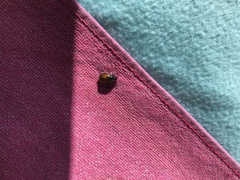 Phyllopertha horticola