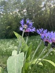 Centaurea cyanus