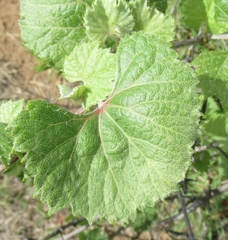 Vitis acerifolia