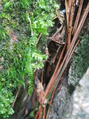 Plagiothecium laetum