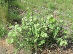 Vitis acerifolia