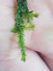 Plagiothecium laetum