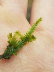 Plagiothecium laetum