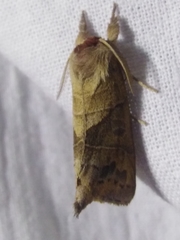 Clostera anastomosis