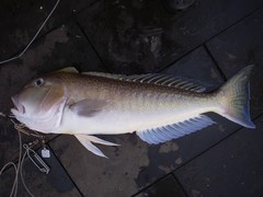Tilefish photo 4