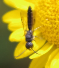 Sapygina decemguttata