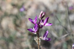 Astragalus emoryanus