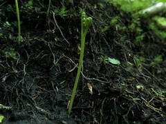 Botrychium tenebrosum