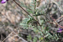 Astragalus emoryanus