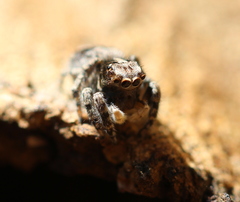 Salticidae