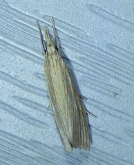 Diatraea