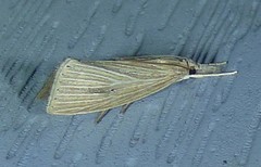 Diatraea