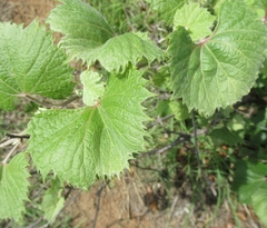 Vitis acerifolia