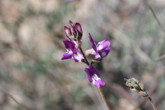 Astragalus emoryanus