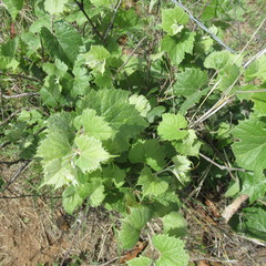 Vitis acerifolia