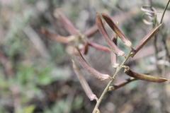 Astragalus emoryanus