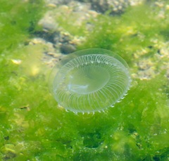 Aequorea victoria