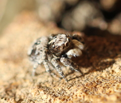 Salticidae