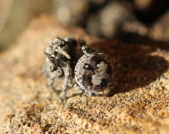 Salticidae