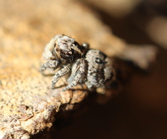 Salticidae