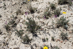 Astragalus emoryanus