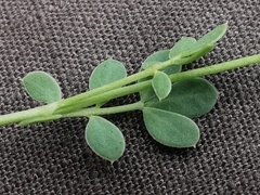 Coronilla minima