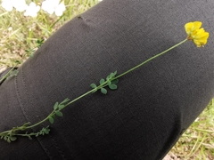 Coronilla minima