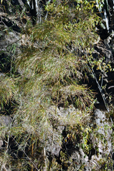 Otatea acuminata