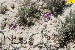 Astragalus emoryanus