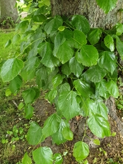 Tilia cordata