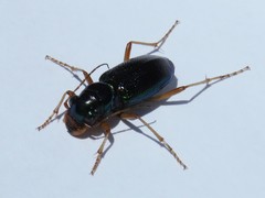 Tetracha virginica