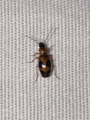 Badister neopulchellus