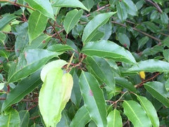 Prunus lusitanica