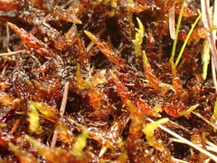 Sarmentypnum sarmentosum