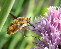 Bombylius mexicanus