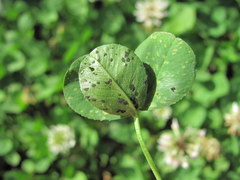 Polythrincium trifolii