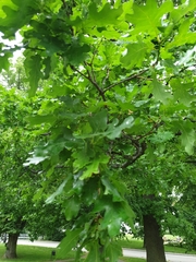 Quercus