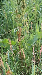Rumex confertus